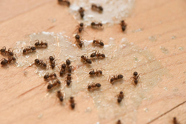 Best Best Pest Control Companies  in Brownsburg, IN